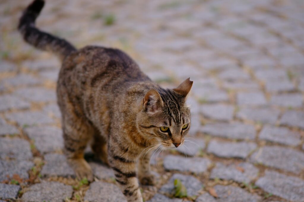 What to do if my cat keeps coughing up hairballs?